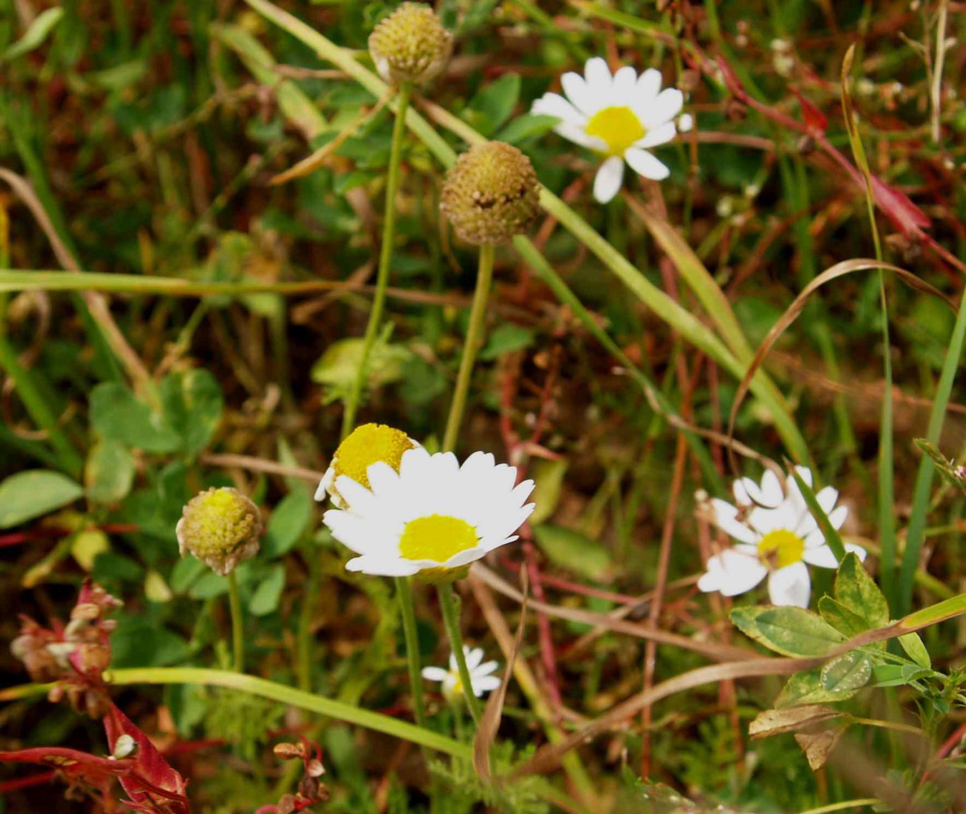 Mayweed